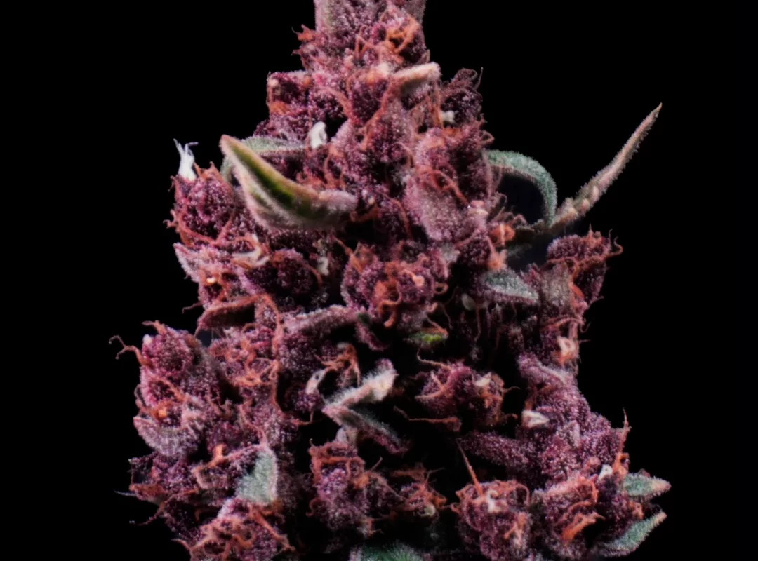 Cherry Juice