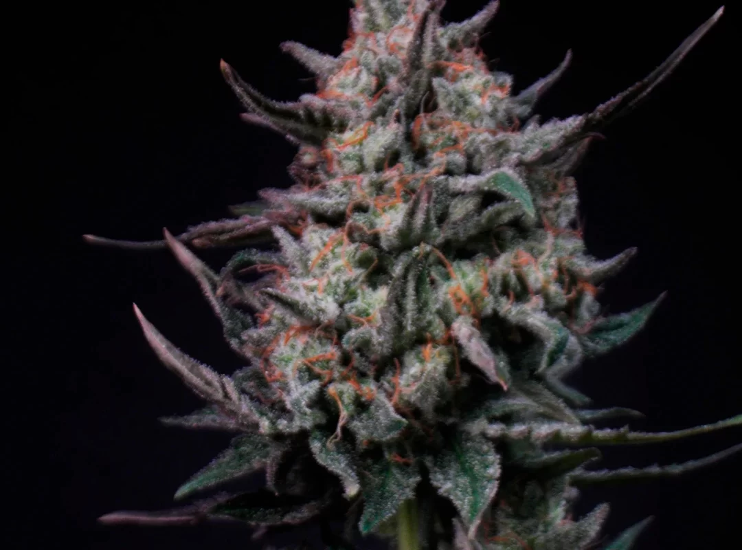 Exotic Mints