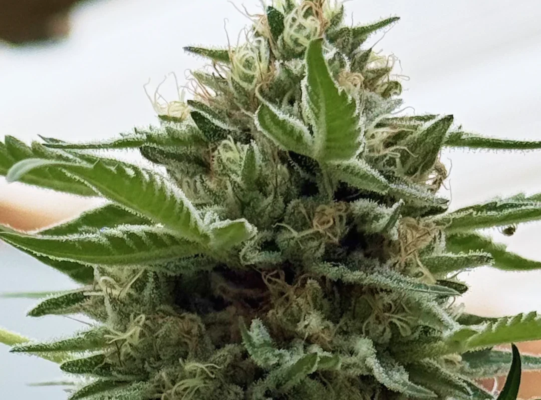 Devil Mint