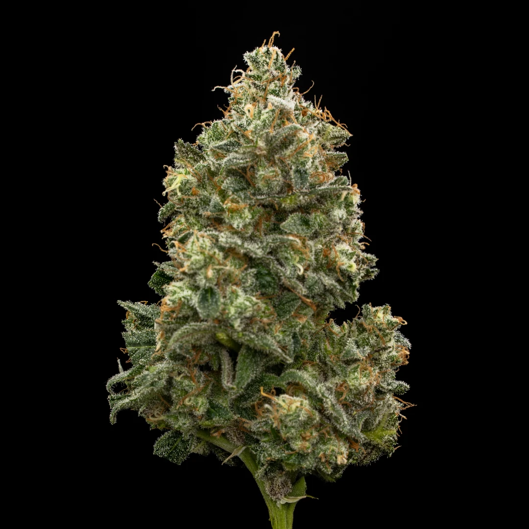acid_guava_shop_2