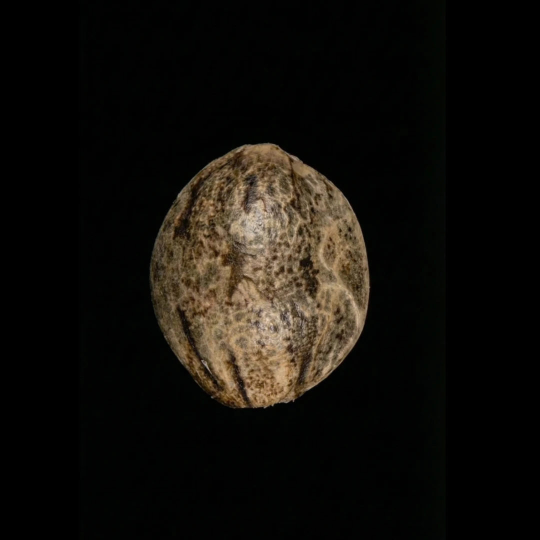 hulk_crescendo_shop_3