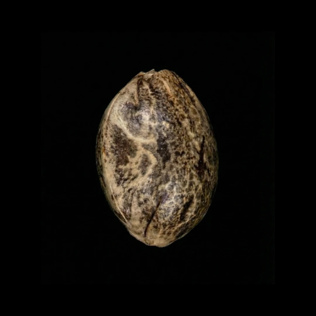 pasi_n_tropical_shop_3