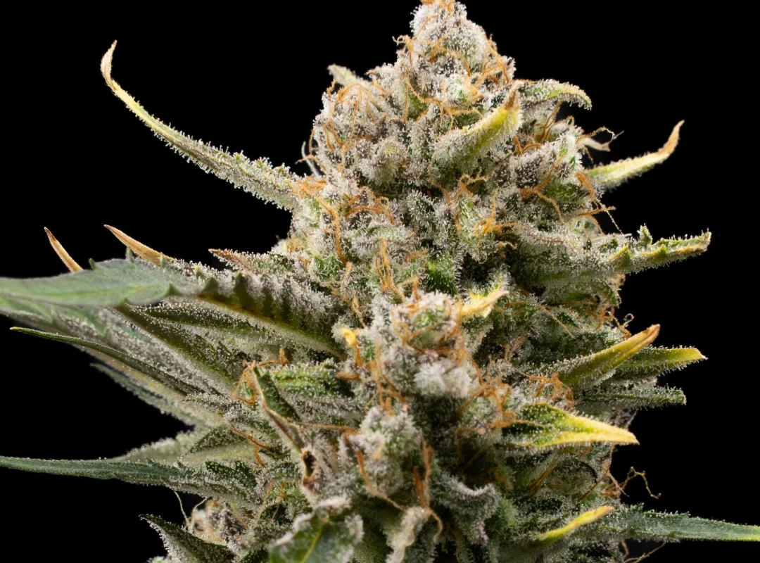 Mutant Diesel