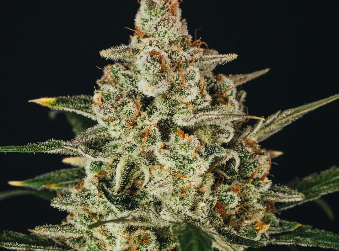 Nectar Glue